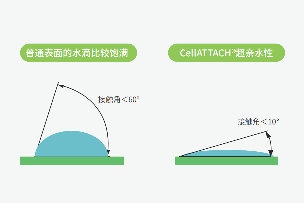 獨特的超親水表面處理技術(shù)，能為細胞提供更好的吸附性，促進細胞快速貼壁生長，提高產(chǎn)量