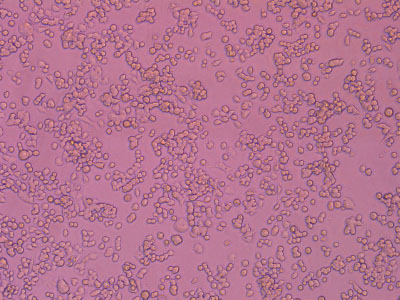 經(jīng)細胞培養(yǎng)測試驗證，細胞貼壁率達 90% 以上，貼壁細胞活率達95%以上